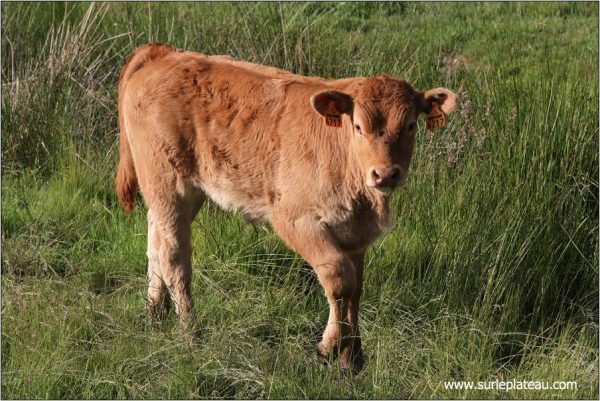 Veaux à viande – Image 2